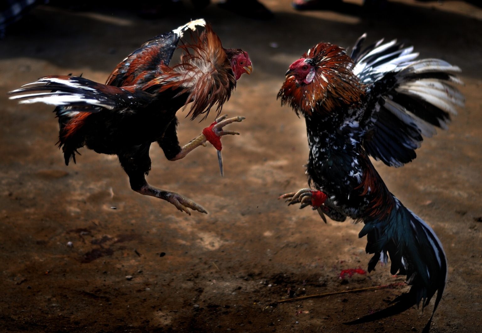 WCC Cockfighting